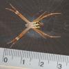 Argiope sp.